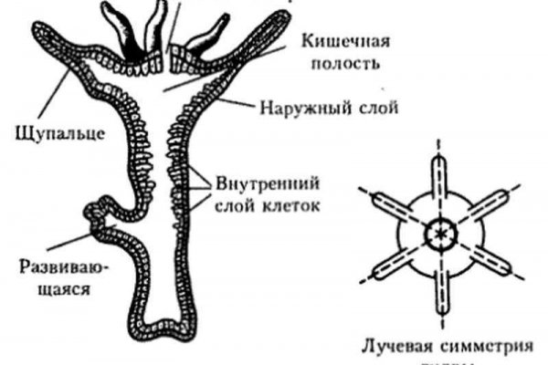 Почему кракен не блокируют